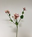 Pink Helleborus | Silk artificial flower | Length 60 centimeters