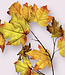 Green-yellow Autumn Leaf | Silk artificial flower | Length 91 centimeters