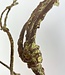 Brown Wood Branch | Silk artificial flower | Length 100 centimeters