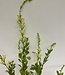 Yellow Verbena | Silk artificial flower | Length 83 centimeters