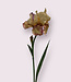 Pink Iris | Silk artificial flower | Length 70 centimeters