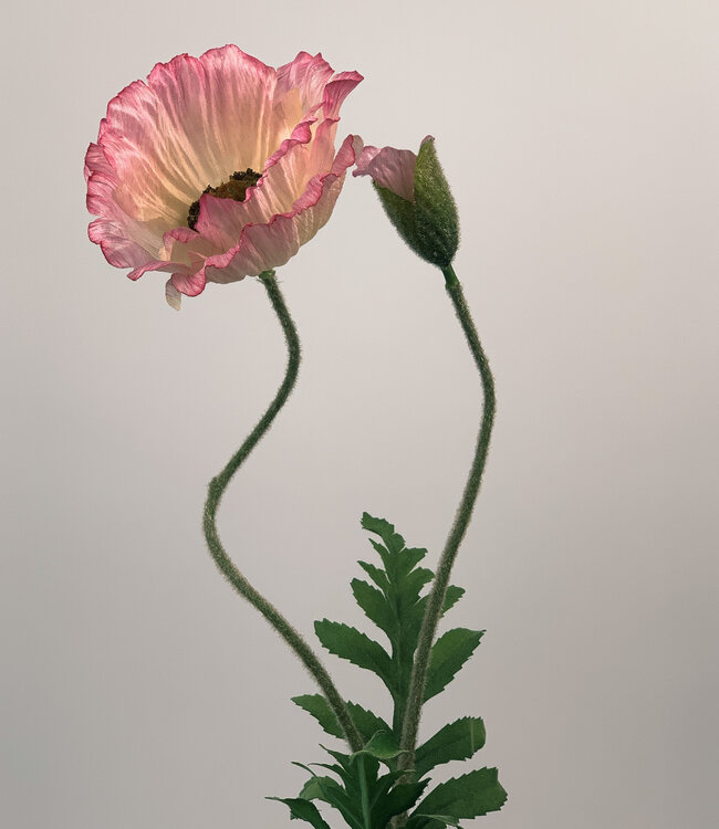Roze Klaproos | Zijden kunstbloem | Lengte 65 centimeter