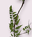 Green Curly branch with fern leaf | Silk artificial flower | Length 150 centimeters