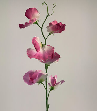 MyFlowers Roze Lathyrus | zijden kunstbloem | 50 centimeter