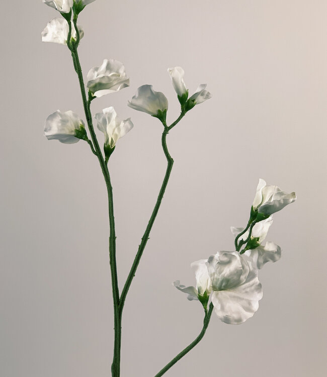 Witte Lathyrus | Zijden kunstbloem | Lengte 64 centimeter