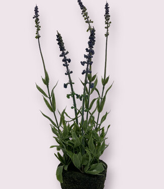 Silk Flowers by JJ Blue Lavender | silk artificial flower | 45 centimeters