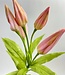 Pink Lily | Silk artificial flower | Length 68 centimeters