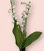 Weiße Maiglöckchen | Kunstblume aus Seide | Länge 40 Zentimeter