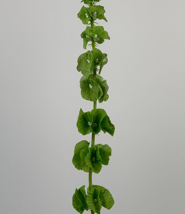 Groene Molucella | Zijden kunstbloem | Lengte 72 centimeter