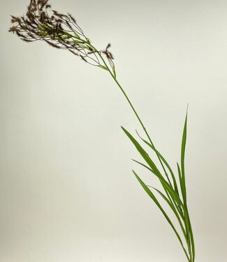 Braunes Pampasgras | Kunstblume aus Seide | 95 Zentimeter