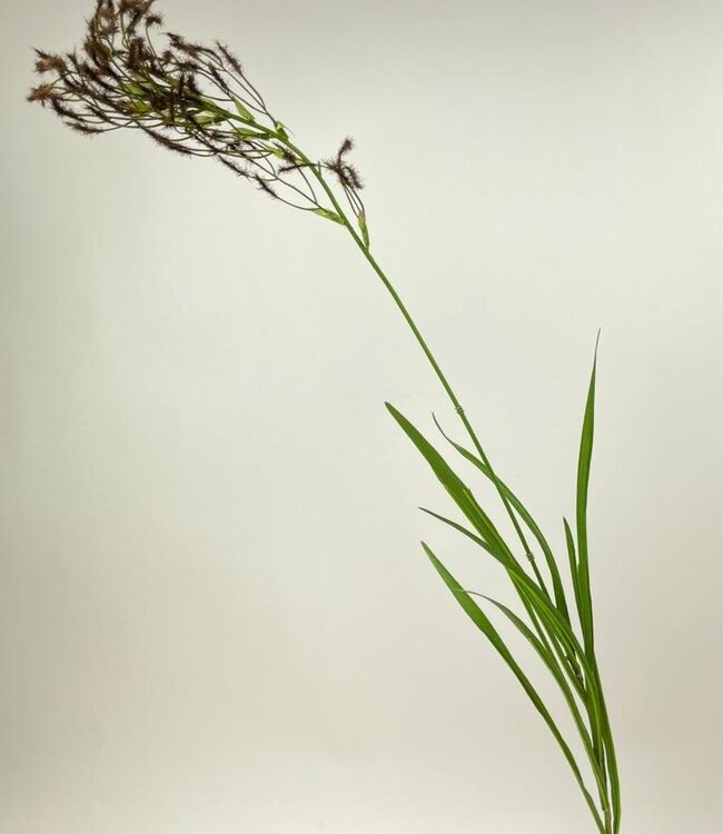 Braunes Pampasgras | Kunstblume aus Seide | Länge 95 Zentimeter