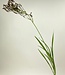Braunes Pampasgras | Kunstblume aus Seide | Länge 95 Zentimeter