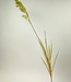 Green Pampas Grass | Silk artificial flower | Length 95 centimeters