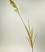Grünes Pampasgras | Kunstblume aus Seide | Länge 95 Zentimeter