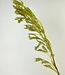 Grünes Pampasgras | Kunstblume aus Seide | Länge 95 Zentimeter