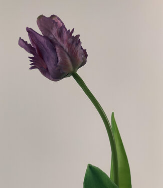 Paarse Parkiet Tulp | zijden kunstbloem | 40 centimeter