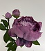 Purple Peony | Silk artificial flower | Length 49 centimeters