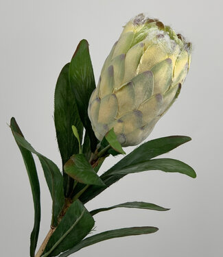 Silk Flowers by JJ Cremefarbener Protea | Kunstblume aus Seide | 75 Zentimeter