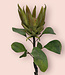 Groene Protea | Zijden kunstbloem | Lengte 67 centimeter