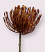 Oranje Protea | Zijden kunstbloem | Lengte 58 centimeter