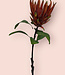 Rode Protea | Zijden kunstbloem | Lengte 67 centimeter
