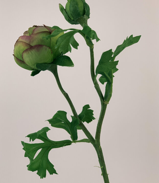 Green-pink Ranunculus | Silk artificial flower | Length 45 centimeters