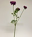 Purple Ranunculus | Silk artificial flower | Length 65 centimeters