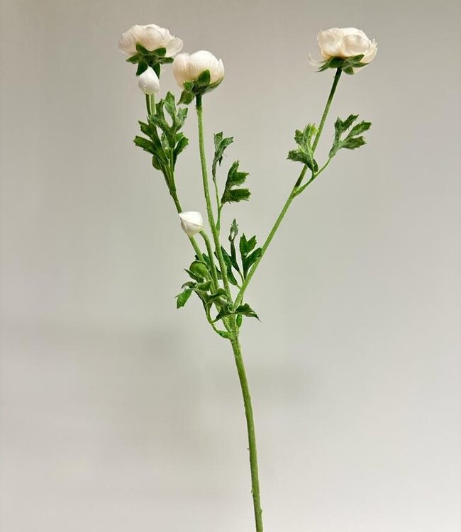 White Ranunculus | Silk artificial flower | Length 65 centimeters