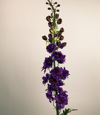 Silk Flowers by JJ Pied d'alouette violet | fleur artificielle en soie | 130 centimètres