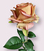 Salmon Rose | Silk artificial flower | Length 75 centimeters
