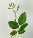 Green Rose Leaf | Silk artificial flower | Length 85 centimeters