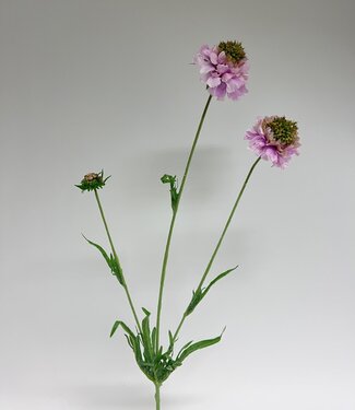 MyFlowers Pink Scabiosa | silk artificial flower | 65 centimeters