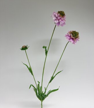 MyFlowers Roze Scabiosa | zijden kunstbloem | 65 centimeter