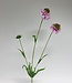 Pink Scabiosa | Silk artificial flower | Length 65 centimeters