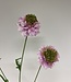 Pink Scabiosa | Silk artificial flower | Length 65 centimeters