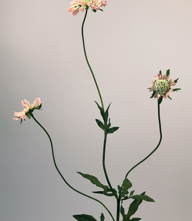 Pink Scabiosa | Silk artificial flower | Length 80 centimeters