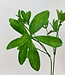 Green Schefflera | Silk artificial flower | Length 63 centimeters