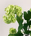 Green Snowball | Silk artificial flower | Length 53 centimeters