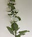 White Hollyhock | Silk artificial flower | Length 115 centimeters