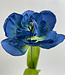 Blauwe Tulp | Zijden kunstbloem | Lengte 53 centimeter