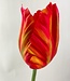 Oranje Tulp | Zijden kunstbloem | Lengte 64 centimeter