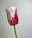 Fuchsia witte Tulp | Zijden kunstbloem | Lengte 65 centimeter