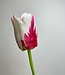 Tulipe blanche fuchsia | Fleur artificielle en soie | Longueur 65 centimètres