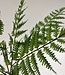 Green Fern Branch | Silk artificial flower | Length 45 centimeters