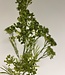 Green Fennel | Silk artificial flower | Length 74 centimeters