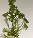 Grüner Fenchel | Kunstblume aus Seide | Länge 74 Zentimeter