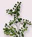 Grüne Venushaare | Kunstblume aus Seide | Länge 93 Zentimeter