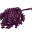 Dried purple pepper berries | Length ± 30 cm | Available per bundle