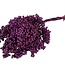 Getrocknete lila Pfefferbeeren | Länge ± 30 cm | Erhältlich pro Bündel