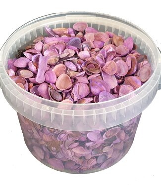 Shells north sea 3 ltr Frosted Purple ( x 1 )
